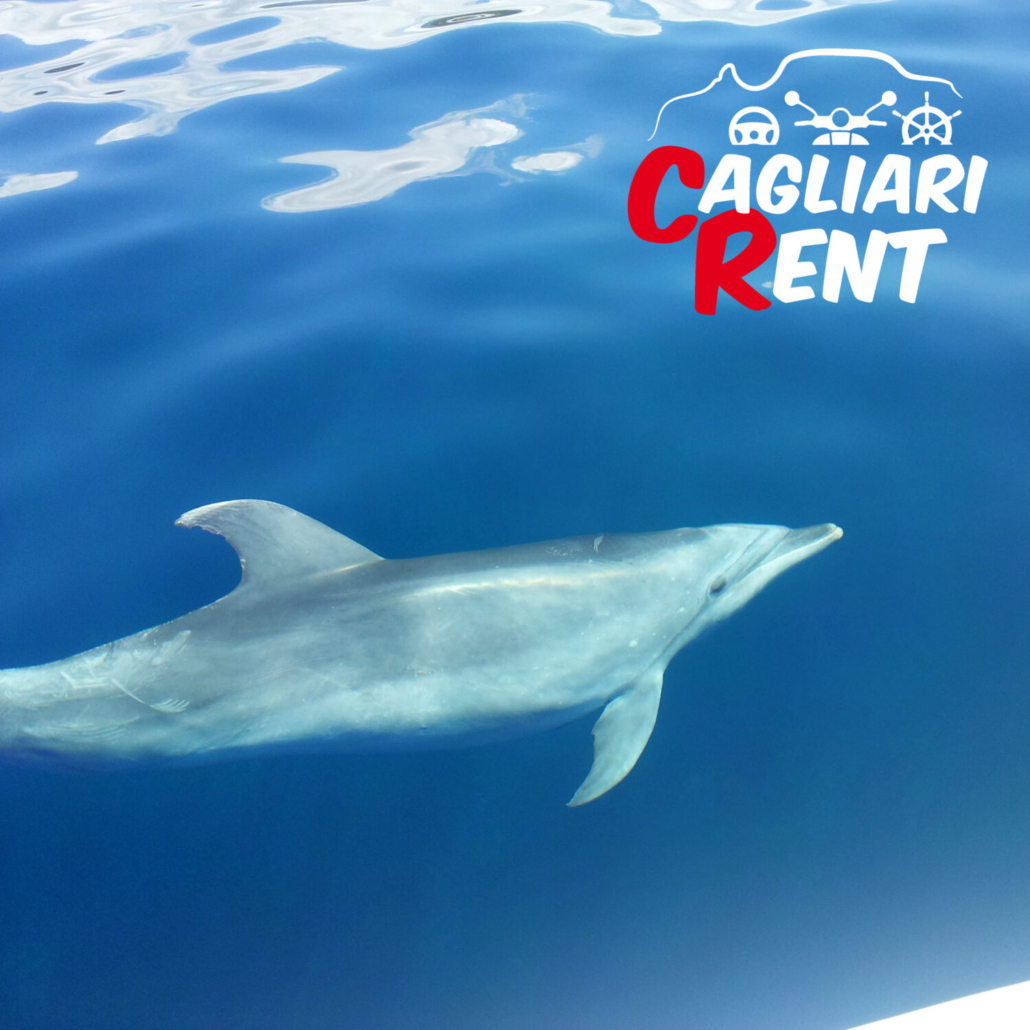 Gite in barca a Cagliari | Cagliari Rent - Partenza da Quartu Sant'Elena - Marina di Capitana